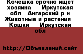 Кочешка срочно ищет хозяина.  - Иркутская обл., Ангарский р-н Животные и растения » Кошки   . Иркутская обл.